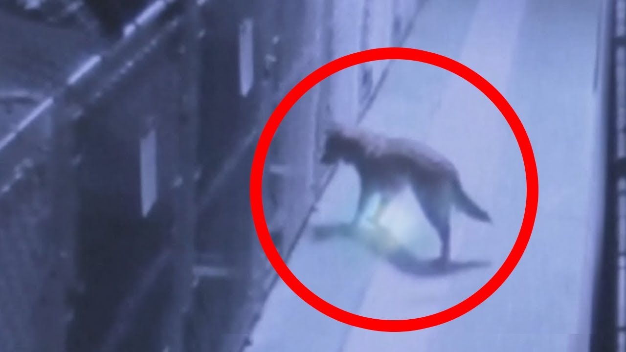 Βίντεο: 5 τηλεμεταφορές ζώων που «έπιασε» η κάμερα και κανείς δεν μπορεί να εξηγήσει!