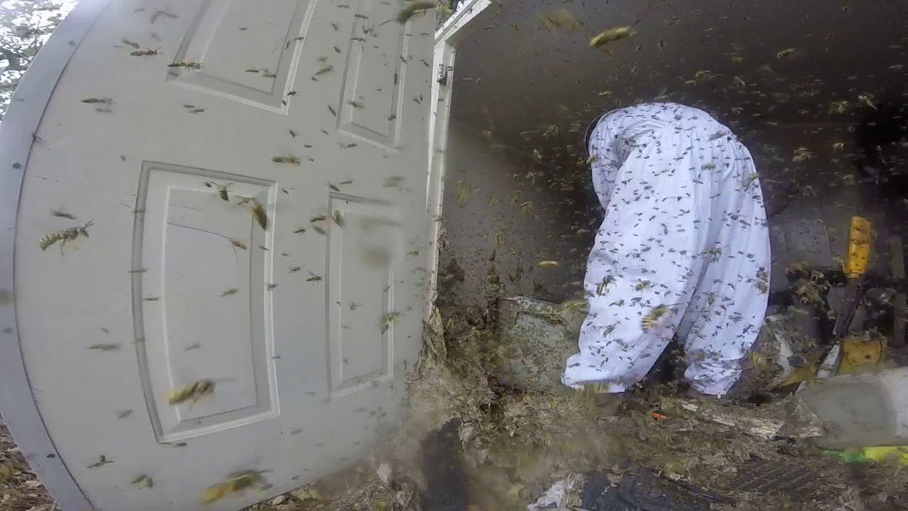 Οργή της φύσης: Επίθεση από σφήκες όταν τους ξηλώνουν την φωλιά – Αποκρουστικός ήχος! (βίντεο)
