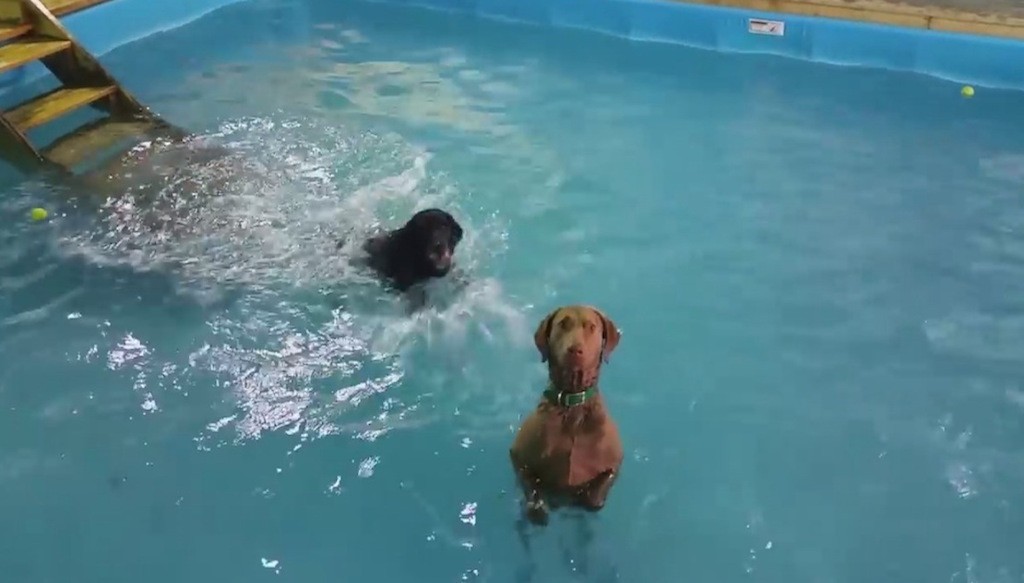 Απίστευτο βίντεο: Σκύλος – ήρωας βουτά στην πισίνα για να σώσει τον φίλο του