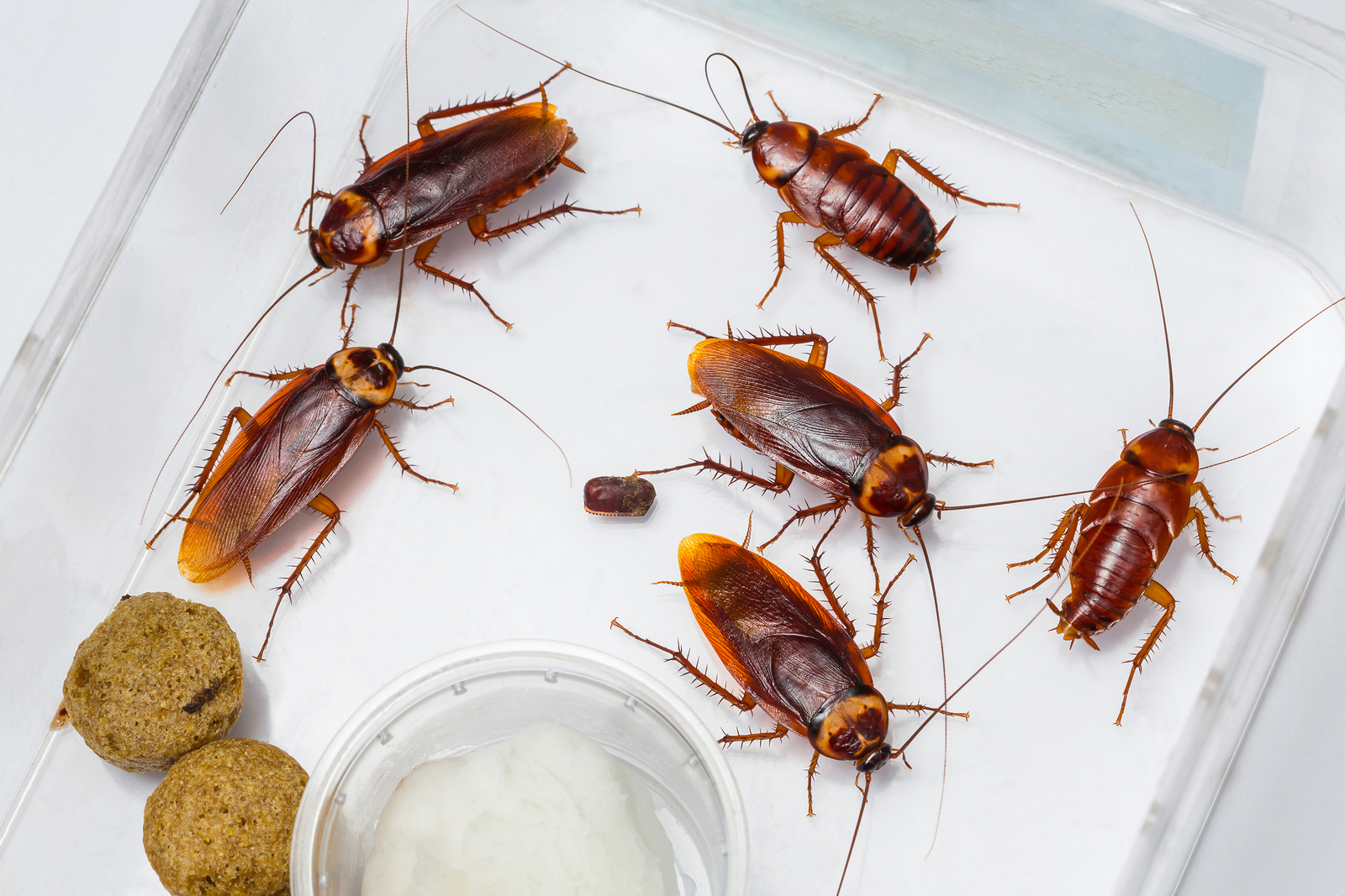 Εξαφανίστε τις κατσαρίδες από το σπίτι σας με δύο απλούς τρόπους