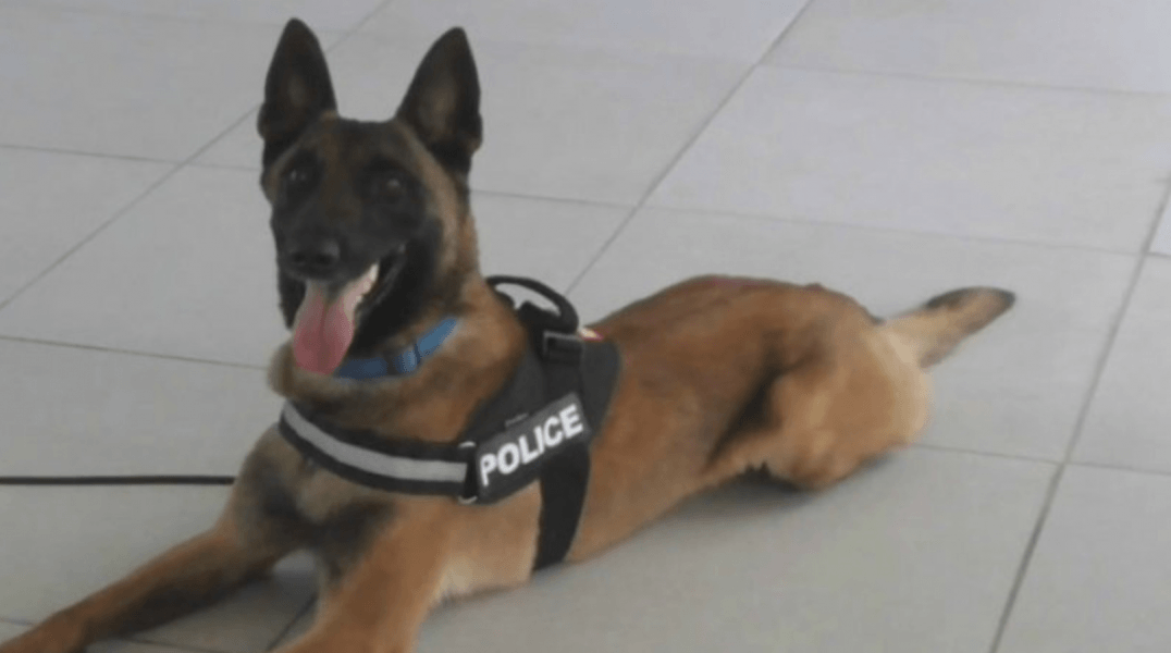 Βίντεο: Ένας σκύλος που πολεμάει τα ναρκωτικά