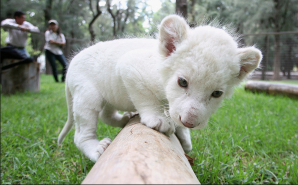 Βίντεο: Λευκό λιονταράκι γιορτάζει τα πρώτα του γενέθλια