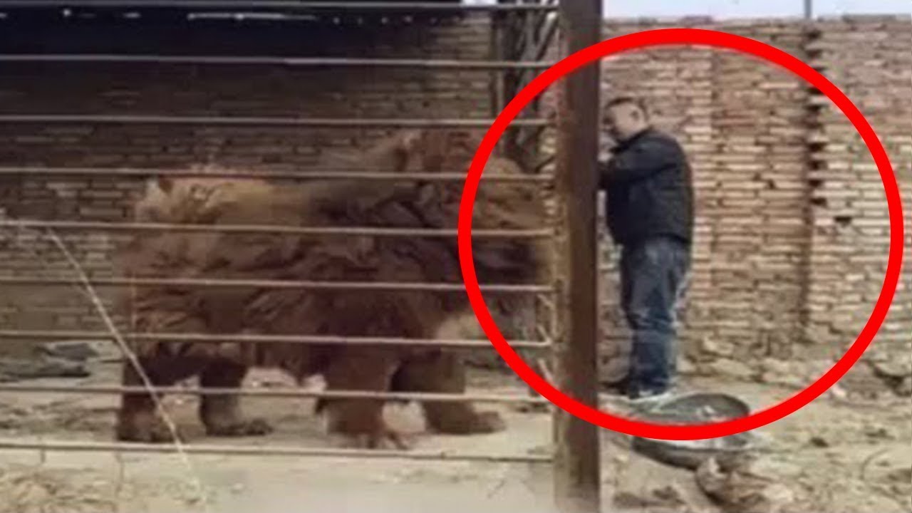 Βίντεο: Αυτά είναι τα 5 μεγαλύτερα σκυλιά-φύλακες του κόσμου!