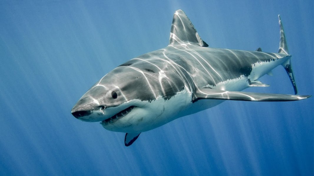 5 μύθοι για τους καρχαρίες (βίντεο)