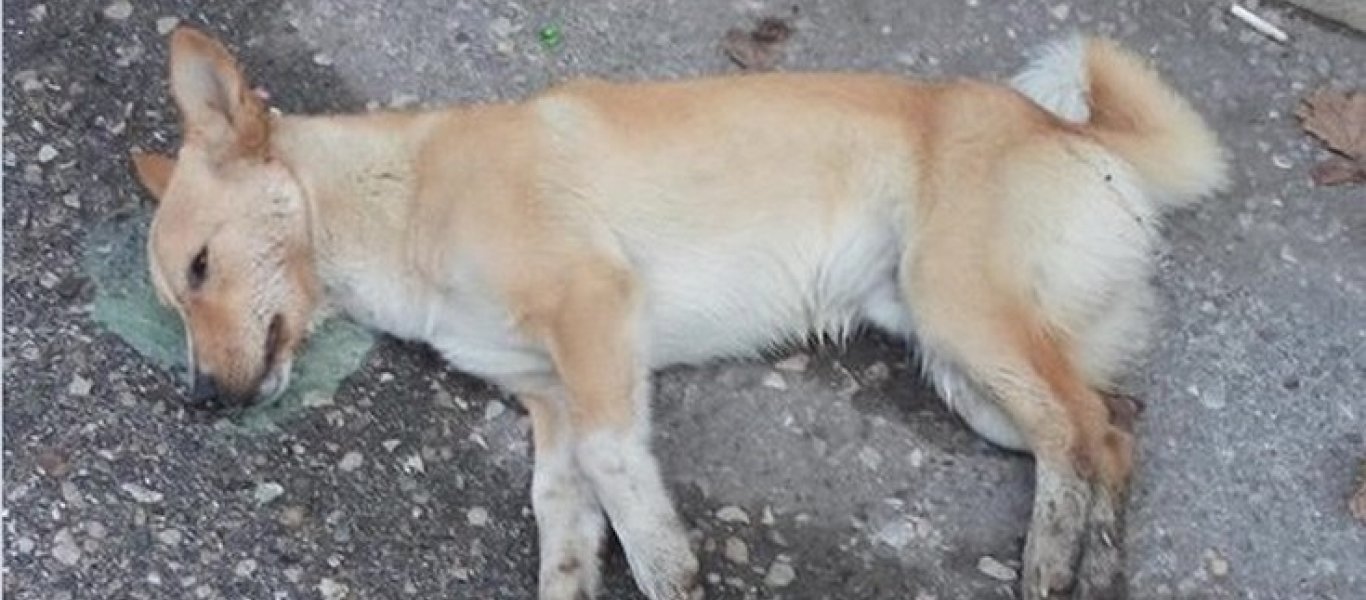 Ηλεία: Αδίστακτοι δολοφόνοι δηλητηρίασαν δύο οικόσιτα σκυλιά με φόλες!
