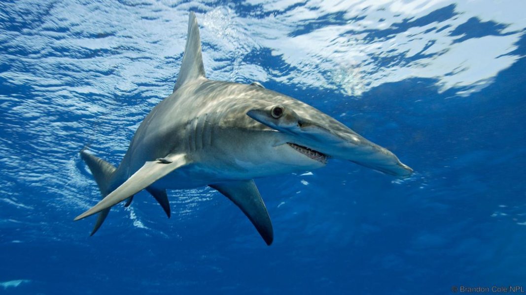 Βίντεο: Ψαράς «πιάνει» σφυροκέφαλο καρχαρία στην Φλόριντα και τον απελευθερώνει