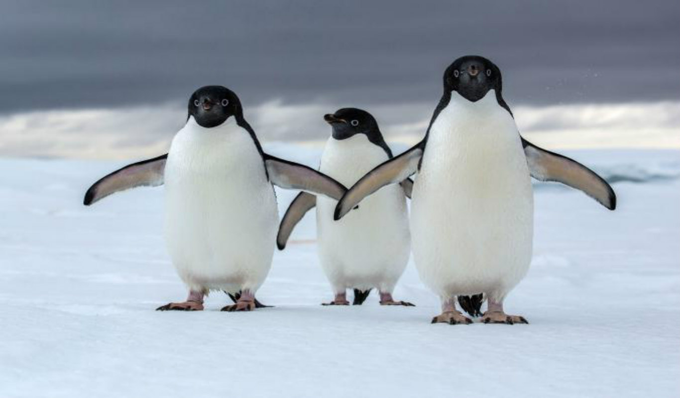 Τί συμβαίνει με την ακοή των πιγκουίνων;