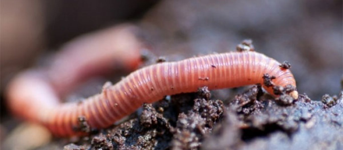 Bug meat: Η τροφή του μέλλοντος θα έχει ως βάση τα σκουλήκια
