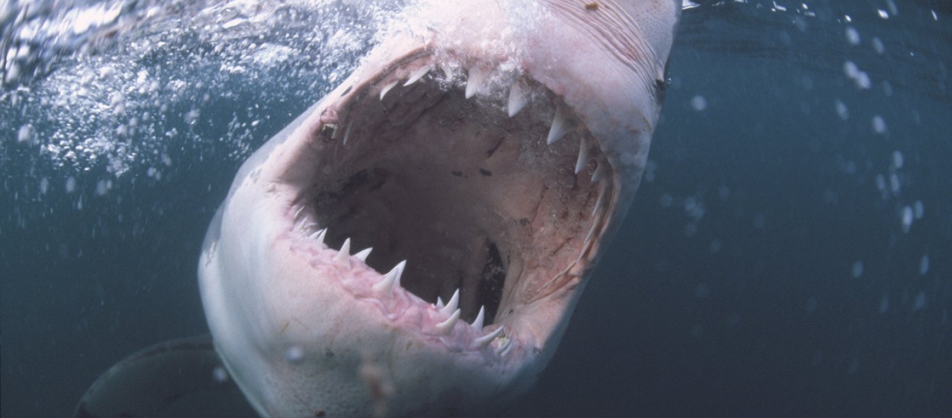 Αλιεύτηκε καρχαρίας που εξαφανίστηκε πριν 80 εκατ. χρόνια! (φωτό)