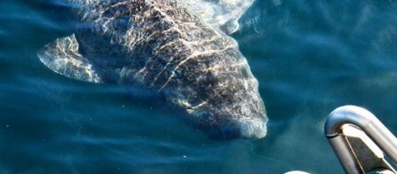 Καρχαρίας … 512 ετών στα δίχτυα ψαράδων στον Βόρειο Ατλαντικό! (φωτό, βίντεο)