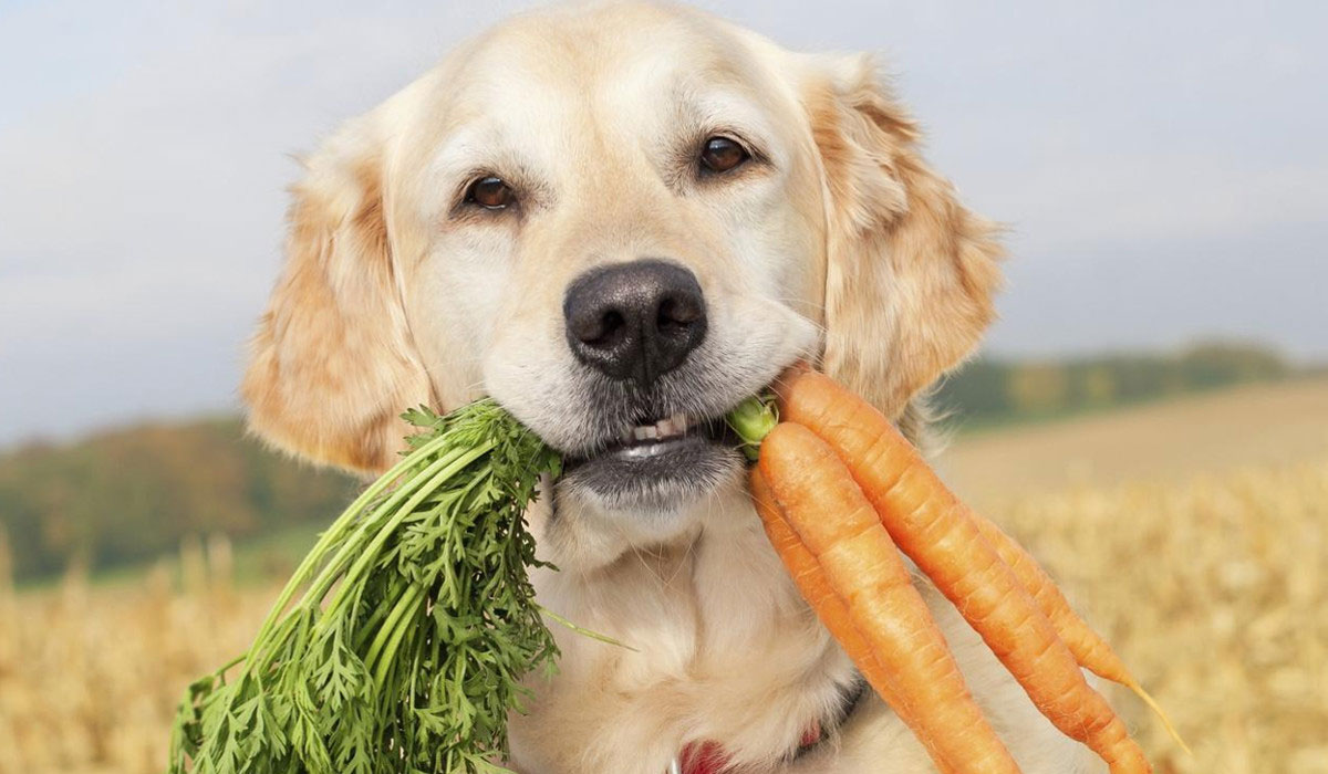 Ποιες είναι οι θανατηφόρες τροφές για τους σκύλους