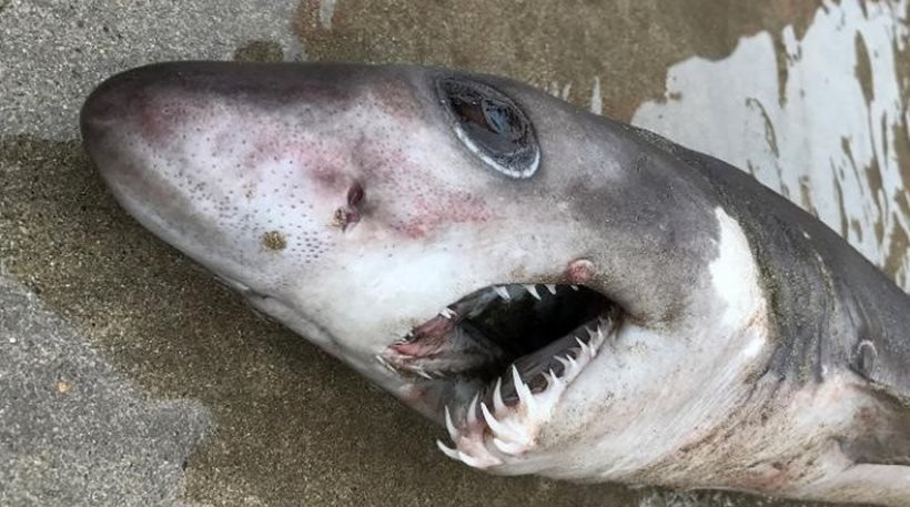 Βρετανία: Ξεβράστηκε σπάνιος καρχαρίας εν ονόματι «καρχαρίας-κροκόδειλος» (φωτό)