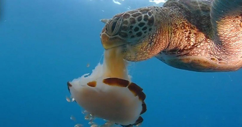 Σαν σπαγγέτι «ρουφάει» θαλάσσια χελώνα μια μέδουσα (βίντεο)
