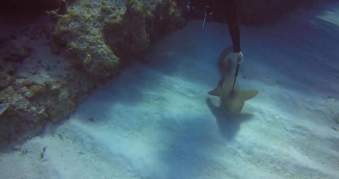 Καρχαρίας με μαχαίρι καρφωμένο στο σώμα του ζητά «βοήθεια» από δύτη! (βίντεο)