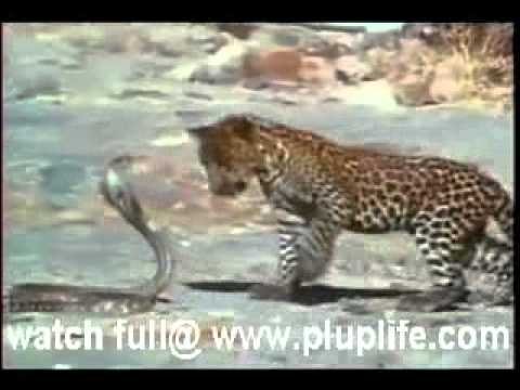 Βασιλική κόμπρα τα βάζει με λεοπάρδαλη… αλλά δεν ξέρει τι την περιμένει! (βίντεο)