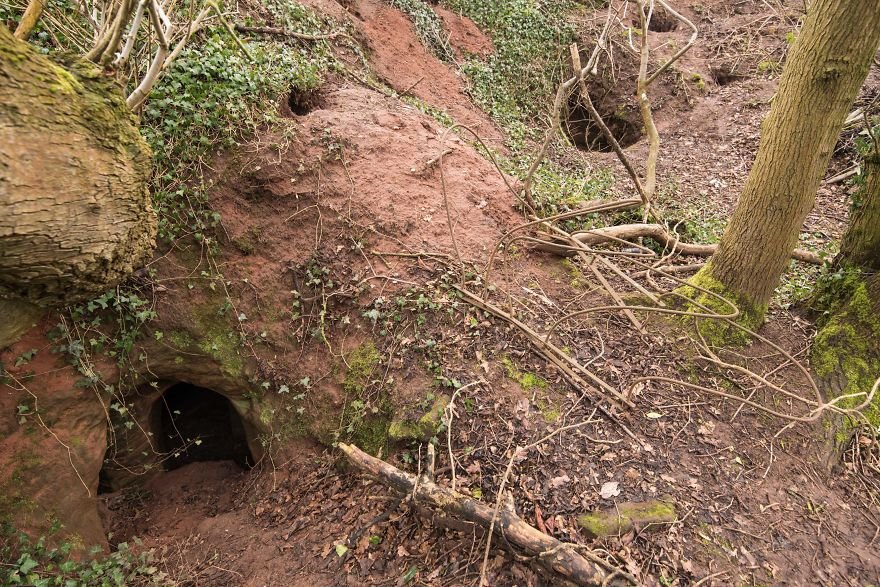 Λαγούμι λαγού οδηγεί σε σπηλιά 700 ετών ( βίντεο)