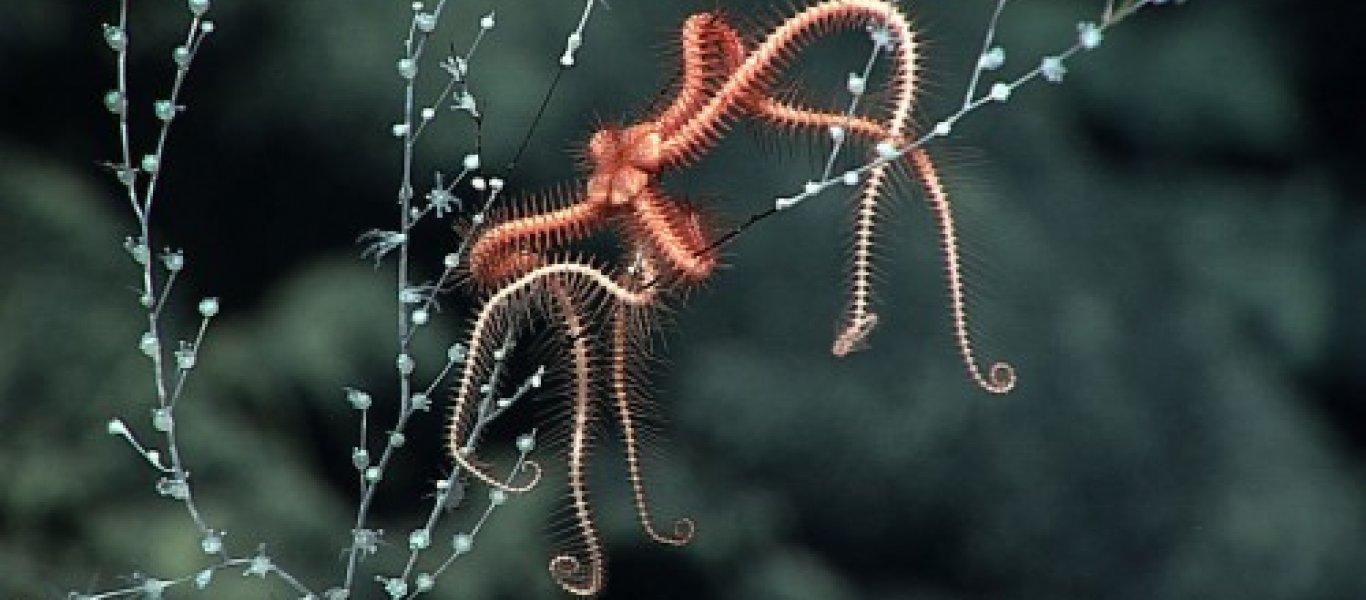 NOAA Okeanos Explorer: To ερευνητικό σκάφος καταγράφει παράξενα πλάσματα των ωκεανών (φωτό, βίντεο)