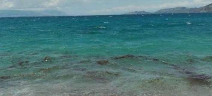 Κοπάδια από τσούχτρες γέμισαν και τις παραλίες της Φωκίδας! (φωτό)