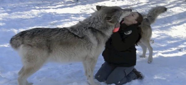 Δεν το έχετε ξαναδεί – Πελώριοι λύκοι συμπεριφέρονται σα να είναι κουτάβια με τους ανθρώπους