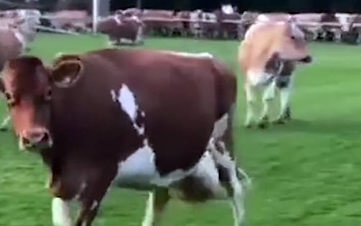 Απίθανο βίντεο: Κοπάδι 180 αγελάδων εισβάλλει σε γήπεδο και διακόπτει αγώνα στη Βρετανία!
