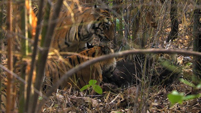 Η άγρια επίθεση από τίγρεις σε αρκούδα (βίντεο)