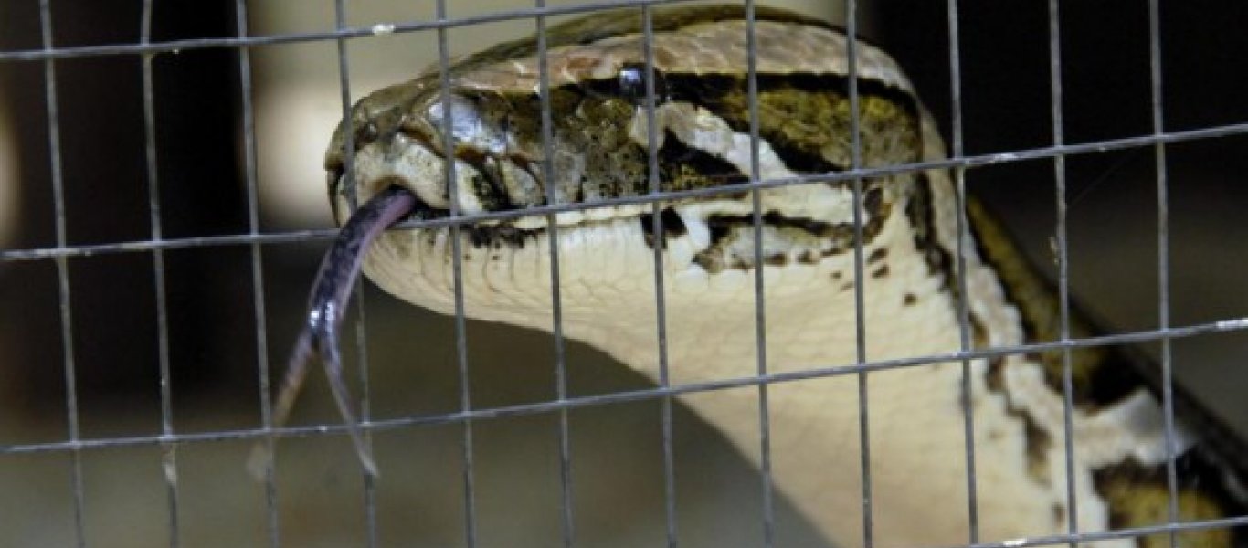 Ποτέ μην ενοχλείτε ένα φίδι στο κλουβί του! Δείτε γιατί… (βίντεο)
