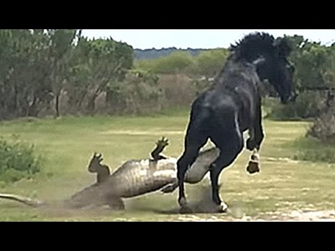 10 σκληρές μάχες αγρίων ζώων (βίντεο)