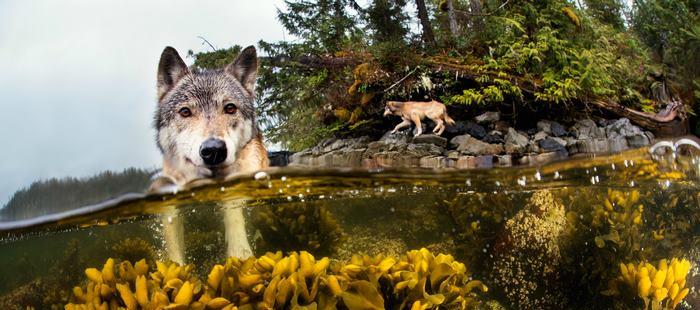Φωτογραφίες από τους σπάνιους λύκους του Βανκούβερ – Κολυμπούν και τρώνε ψάρια!