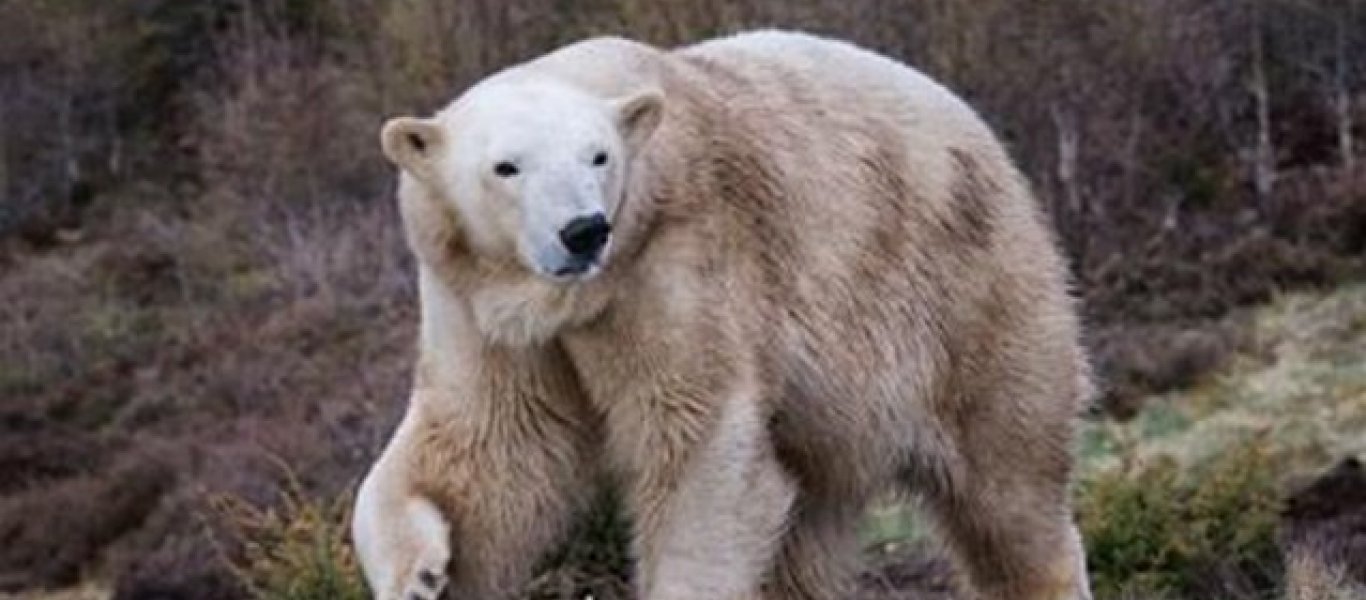 Η Βασιλική Ζωολογική Υπηρεσία της Σκωτίας ανακοίνωσε τη γέννηση της πρώτης πολικής αρκούδας μετά από 25 χρόνια