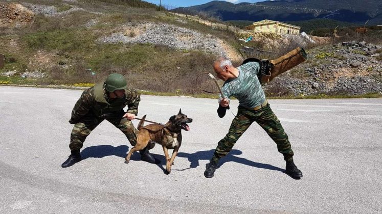 ΓΕΣ: Οι σκύλοι-κομάντο του ελληνικού Στρατού πέρασαν αξιολόγηση (φωτό)