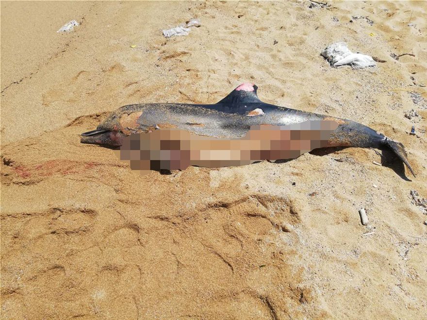 Μύκονος: Και δεύτερο νεκρό δελφίνι στην παραλία της Φτελιάς (φωτό, βίντεο)