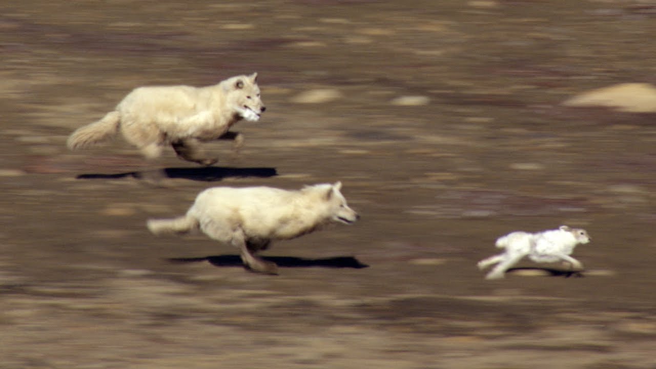 Αγέλη λύκων κυνηγά ένα λαγό (βίντεο)