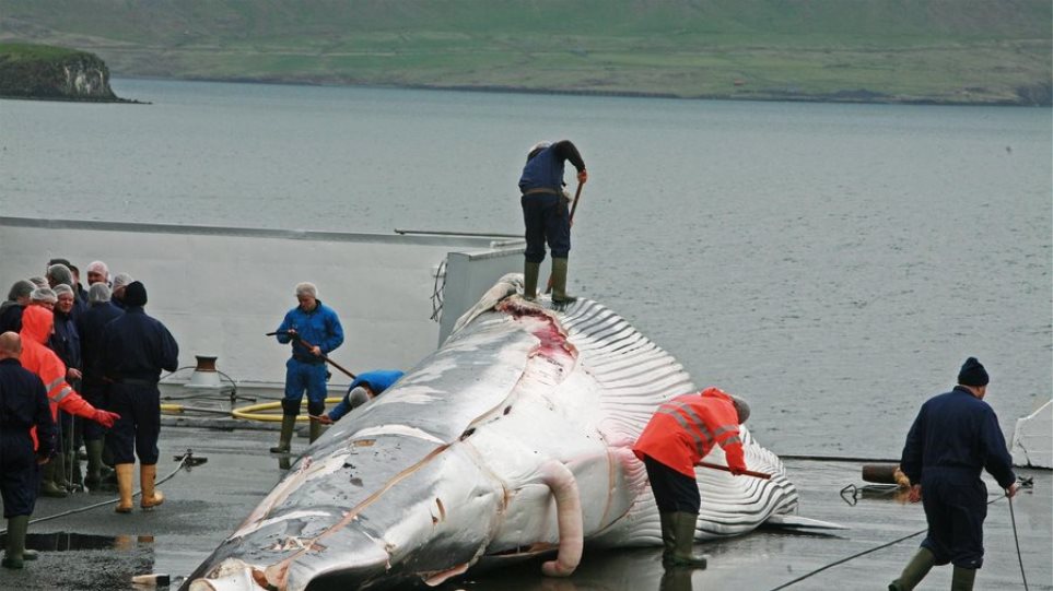Φρίκη στην Ανταρκτική: Ιάπωνες ψαράδες σκότωσαν 333 φάλαινες μινκ – 122 εξ αυτών ήταν έγκυες!