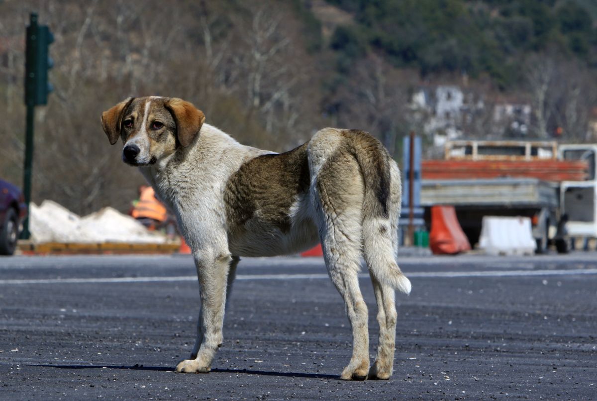 Σοκ στη Ναύπακτο: Σκύλος δάγκωσε βρέφος 10 μηνών στο πρόσωπο προκαλώντας του κάταγμα!