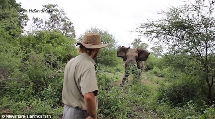 Ελέφαντας ορμάει σε γκρουπ όμως ξεναγός μένει ψύχραιμος, υπερβολικά ψύχραιμος και κερδίζει (βίντεο)