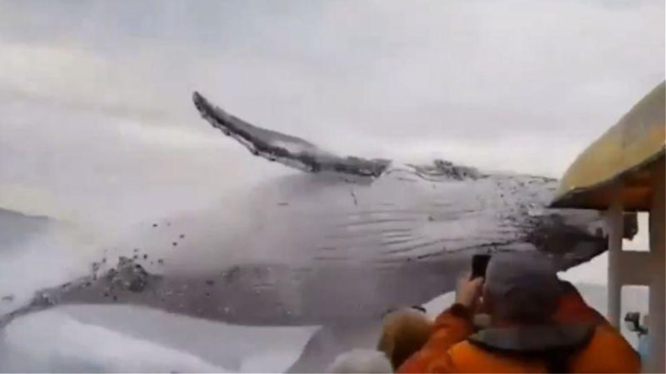 Αυστραλία: Φάλαινα 7 μέτρων πραγματοποιεί εντυπωσιακή πιρουέτα μπροστά σε σκάφος με τουρίστες! (βίντεο)