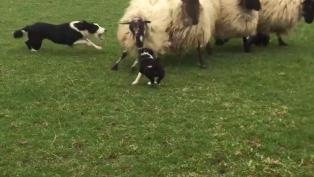 Βίντεο: Τσοπανόσκυλο-κουτάβι βλέπει για πρώτη φορά πρόβατα και … ρίχνει το διαδίκτυο!