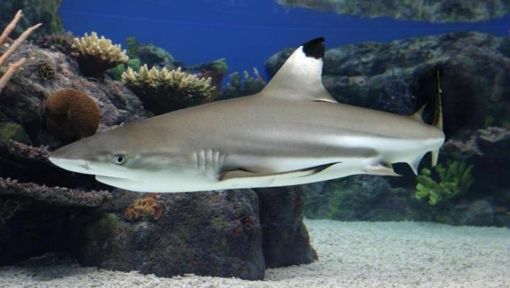 Μισοφαγωμένος καρχαρίας ξεβράζεται στην ακτή!- Ανησυχία στους υδροβιολόγους (φωτό)