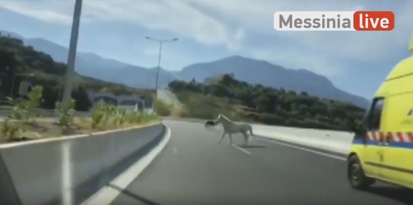Καλαμάτα: Οδηγούσαν στον περιφερειακό και είδαν ξαφνικά μπροστά τους… δύο άλογα! (φωτό, βίντεο)