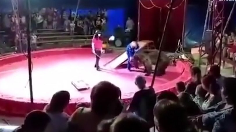 Αιχμάλωτη αρκούδα επιτέθηκε στον θηριοδαμαστή της μπροστά σε δεκάδες θεατές ρώσικου τσίρκου (φωτο-βιντεο)