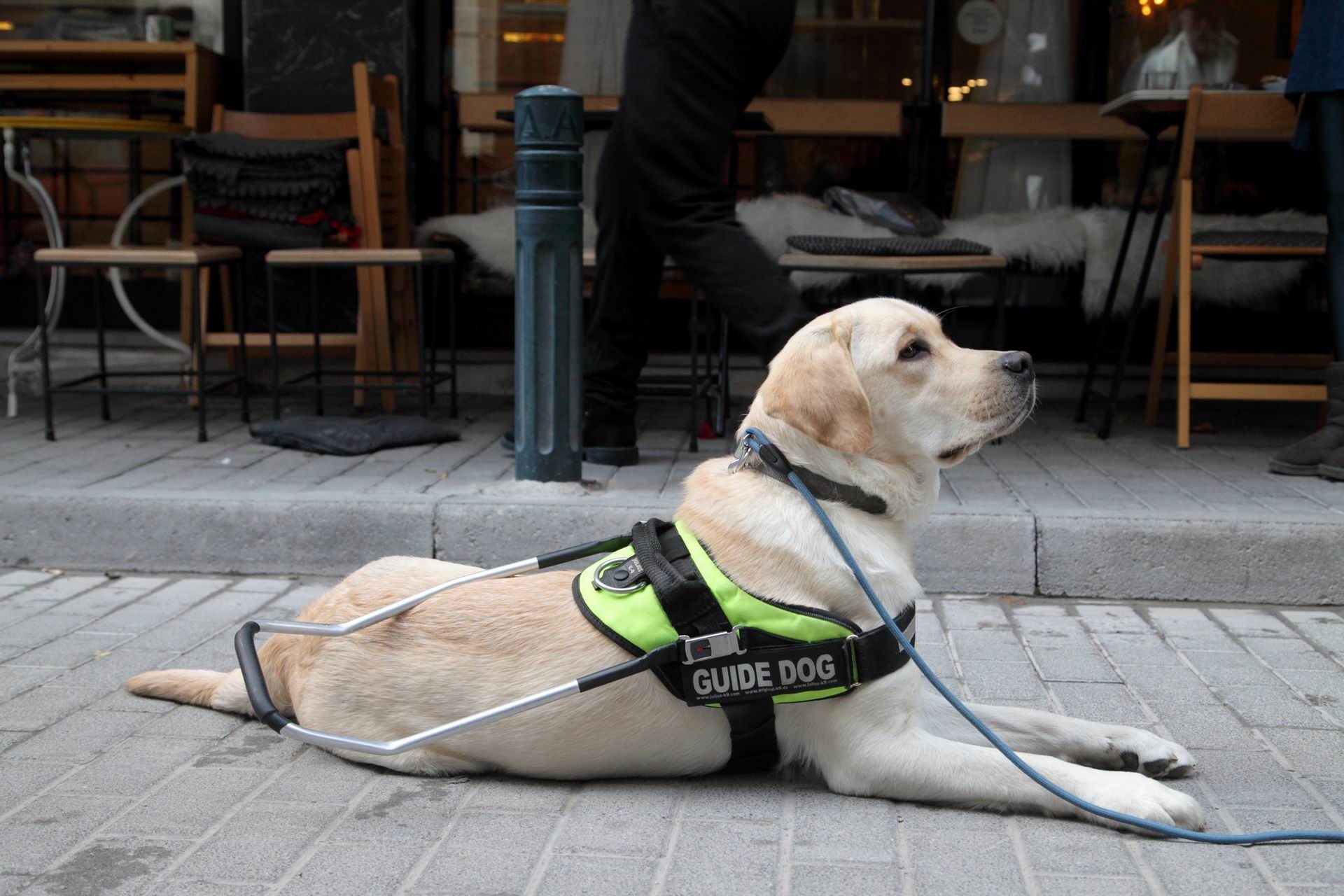 Βρετανία: Καφετέρια αρνήθηκε να δώσει νερό σε σκύλο-οδηγό – Έξαλλος ο κόσμος