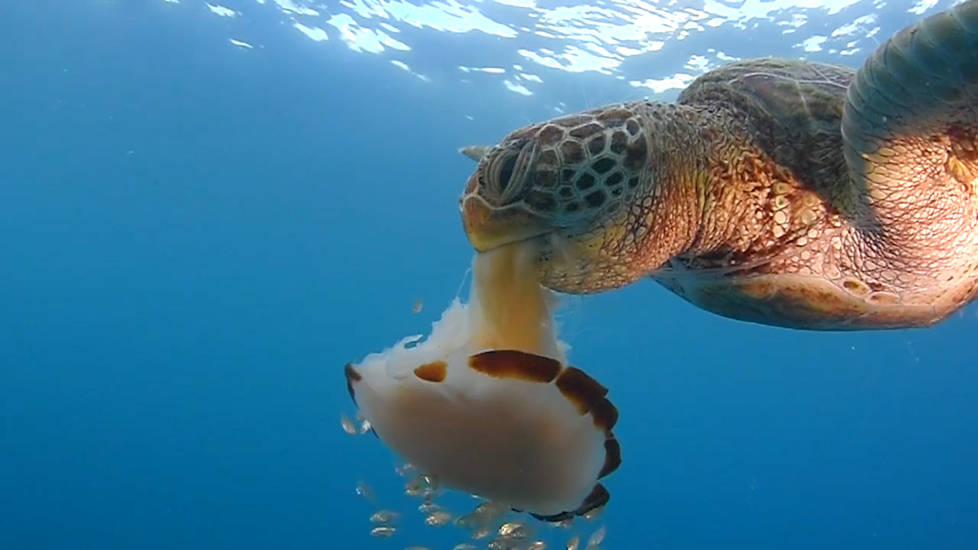 Μοναδικό: Θαλάσσια χελώνα καταβροχθίζει μέδουσα όπως ο άνθρωπος τα μακαρόνια! (βίντεο)