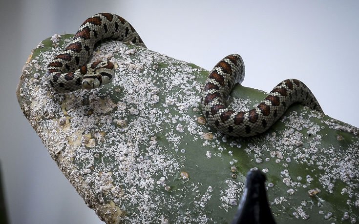 Φινλανδία: Έριξε βενζίνη σε φίδι για να το διώξει και έκαψε το σπίτι του! – 15.000 ευρώ το κόστος