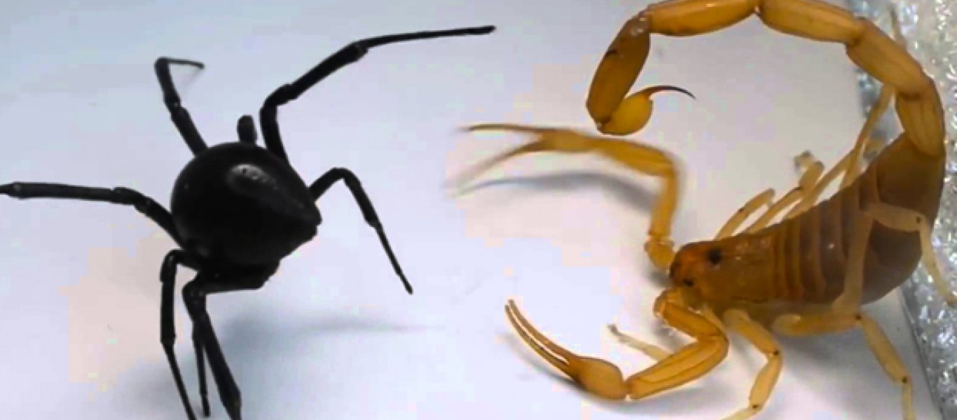 Η επική μάχη ανάμεσα στη αράχνη «Mαύρη Xήρα» και τον σκορπιό – Ποιος νικά
