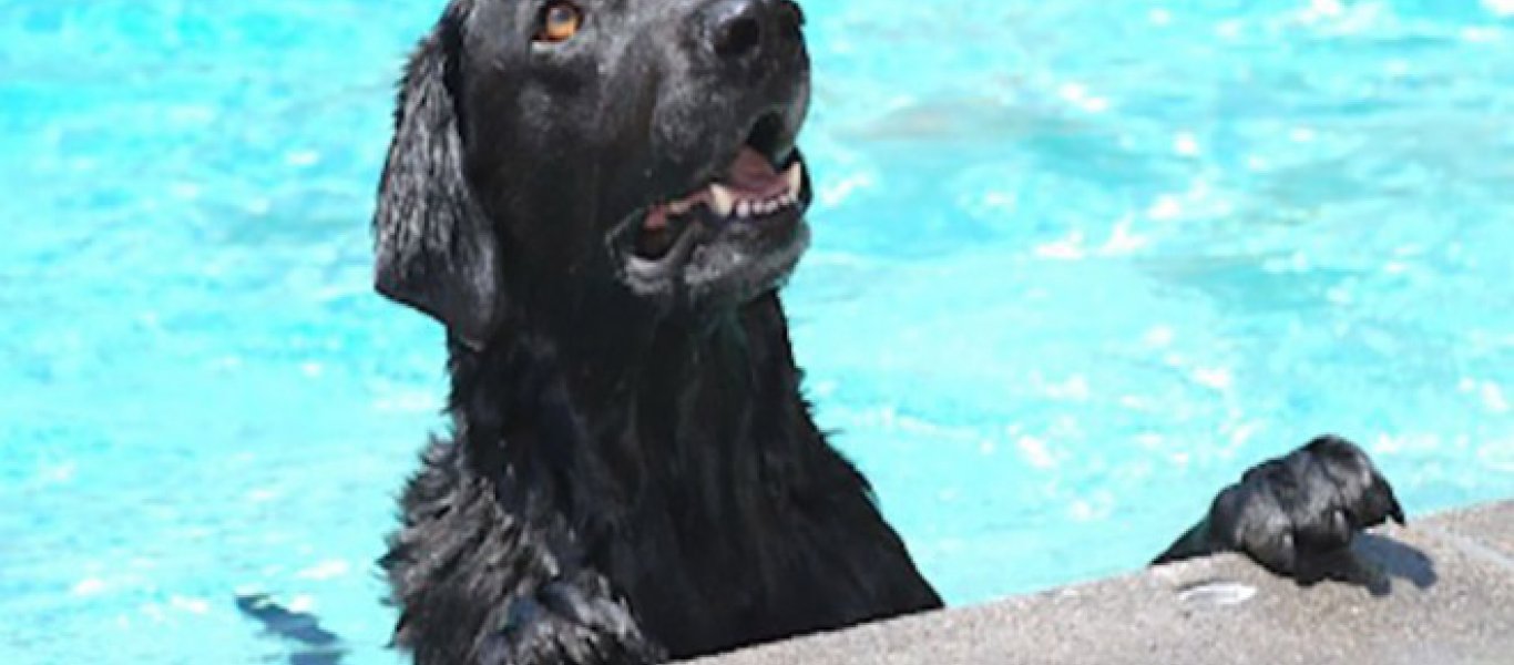 Ο γενναίος σκύλος που έσωσε το μωράκι τους που πνιγόταν στην πισίνα (βιντεο)