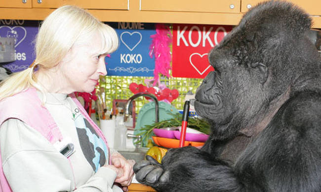 Πέθανε η Koko, ο γορίλας που επικοινωνούσε με νοηματική