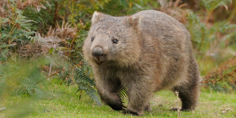Wombat: Απίθανα ζωάκια που θέλουν την αγκαλιά των ανθρώπων (που δεν την αξίζουν) (βίντεο)