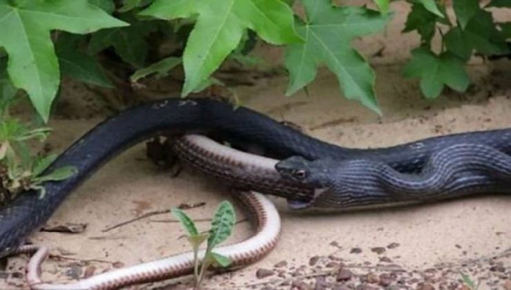 Τρομακτικό βίντεο: Ζωντανό φίδι βγαίνει μέσα από ένα… άλλο φίδι!
