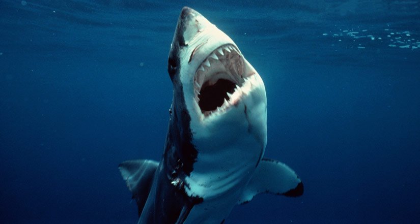 Κατάδυση με μεγάλους λευκούς καρχαρίες στη Νότια Αφρική (βιντεο)