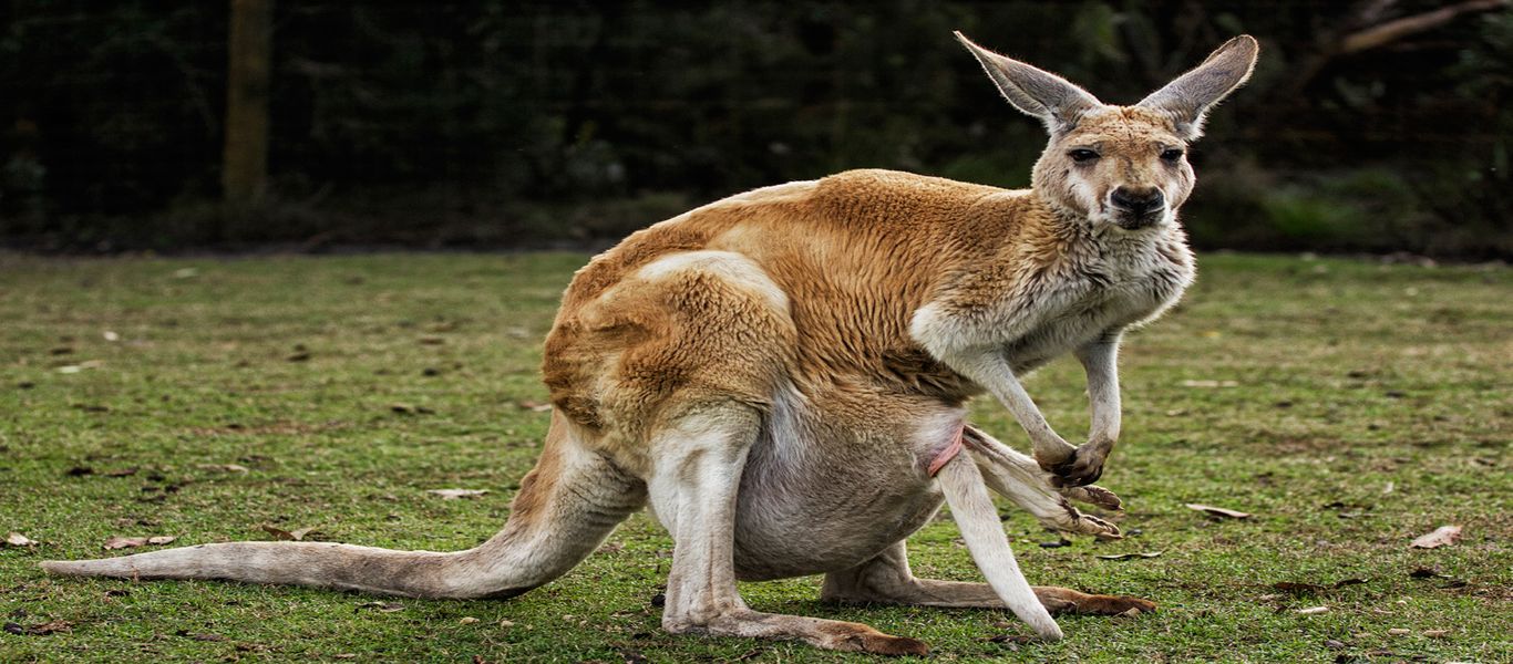 Αυστραλία: Καγκουρό «πλάκωσε» στο ξύλο 19χρονο κυνηγό! (φωτό)